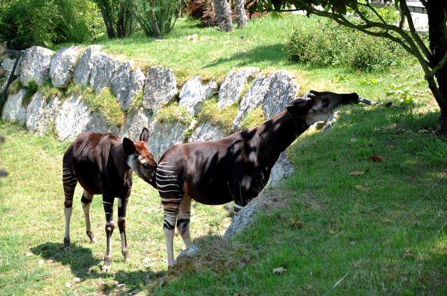 min 2013 07 06 beauval 257